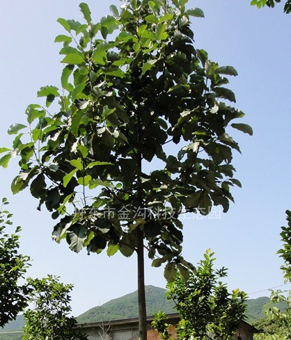 丹东（日本）厚朴