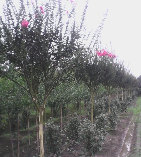 紫薇4行情报价\紫薇4图片展示