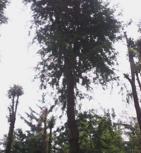 皂角供应/皂角图片