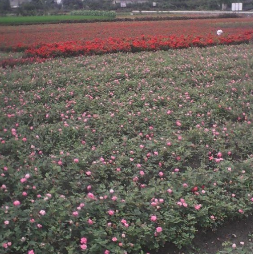 四川月季*新报价/月季图片