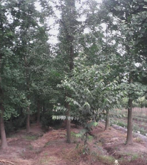 四川银杏1*新报价/银杏1图片