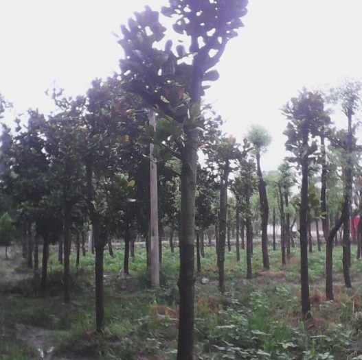 四川移栽广玉兰