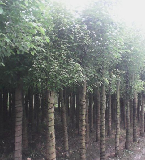 香樟4图片\香樟4报价