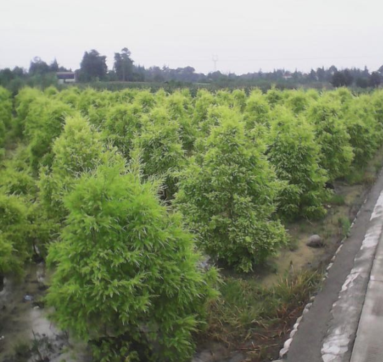 千层金球报价/四川千层金球报价