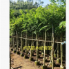 产地供 海南黄花梨树苗木 黄花梨树苗 绿化苗木乔木园林植物量大