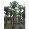 供应 海南葡萄树，园林绿化树 价格优惠 工程苗木基地直销