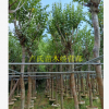 宫粉紫荆 基地直销 大量批发 价格优惠，园林景观工程供应规格齐