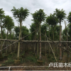 本地直销优质火焰木树澳洲火焰 地苗和袋苗树形佳绿化乡村苗木
