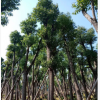 【热销】供应地苗袋苗骨架香樟树木本地自家种植销售园林绿化工程