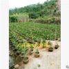 大量供应自家马占相思 大叶相思 价格优惠 一手货源 绿化工程苗木