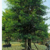 丛生和顺树高5-6米假植苗鹅肾木山竹梨特选风景树