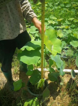 水生植物荷花高50-80cm盆苗基地直销