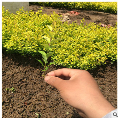 金叶女贞苗金森女贞苗小叶女贞苗小区学校工程苗绿化苗大叶女贞苗