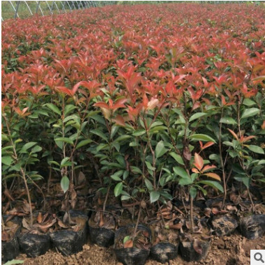 红叶石楠苗石楠球营养杯苗红叶石楠大苗绿化苗小区学校行道工程苗