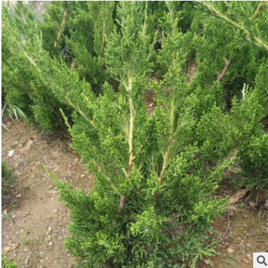 龙柏苗龙柏球龙柏树苗工程苗绿化苗小区学校行道小苗冠球四季常青