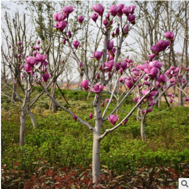 广玉兰树苗红玉兰树苗紫玉兰树苗紫玉兰树苗绿化苗工程苗玉兰树苗