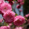 苗圃基地直销榆叶梅 庭院绿化植物花满枝条 重瓣榆叶梅小苗