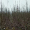 白玉兰花苗白兰花小苗园林行道树观赏苗木了工程绿化苗木基地直销