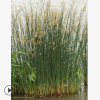基地批发 水葱 花叶芦竹 水生植物 绿化工程 基地直销 大量批发