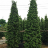 塔形罗汉松可作绿篱孤植 庭院风景树