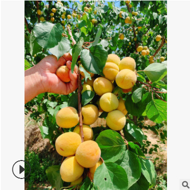 杏树活苗 当年结果杏子苗树杏树嫁接苗 特大超甜新品种 北方盆栽