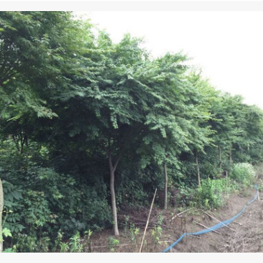 鸡爪槭苗圃直销 青枫树形优美 园林绿化彩叶苗木 规格齐全