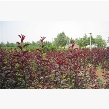 苗圃直销紫叶矮樱球 西北园林风景树高杆紫叶矮樱