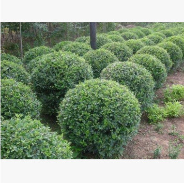 供应绿化苗木水蜡球/小区绿化点缀耐寒苗木水蜡球价格