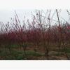 基地批发碧桃苗 红叶碧桃苗彩色风景树 工程用红叶碧桃桃花树苗
