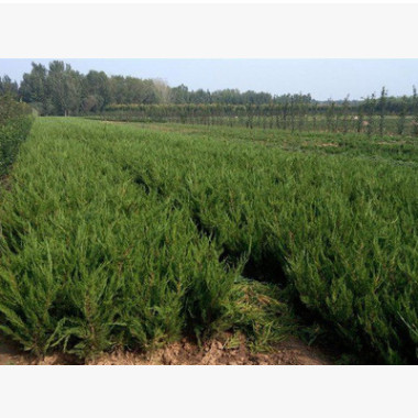 批发工程苗嫁接龙柏苗小龙柏 龙柏小苗 庭院绿化四季长青价格低