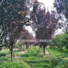 四川红叶李价格