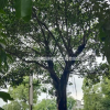 成都小叶榕报价 成都小叶榕基地