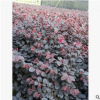 红花继木 红继木大杯 红花继木柱子 各种规格 绿化工程 大量批