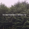 四川成都乐昌含笑价格走势 乐昌含笑