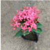 厂家批发小盆栽宫粉龙船花 进口大叶龙船花 观花地被小袋苗批发