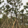 中山苗木基地供应 麻楝 各种规格袋苗