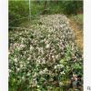花叶络石 萧山基地直销 黄金络石 花叶蔓长青 洒金珊瑚 绿化