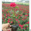 月季 萧山专卖 红帽子月季 品种月季 蔷薇月季 大花月季 基地直销