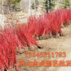 红梗木、木芙蓉、红花木槿、西府海棠、金银花、锦带花、金钟花