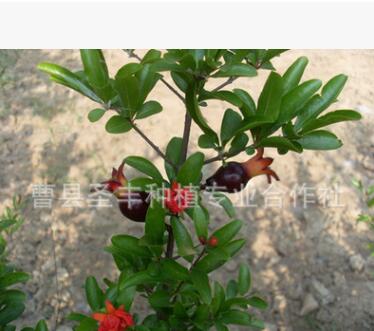 观赏盆栽石榴苗 红石榴苗 黑石榴树苗 盆景石榴苗