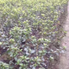 大量供应 杜鹃球 春鹃 夏鹃 毛鹃 绿篱花卉 公园庭院绿化苗木厂家