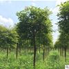 秋枫树苗12公分常绿性 优质工程绿化苗风景树