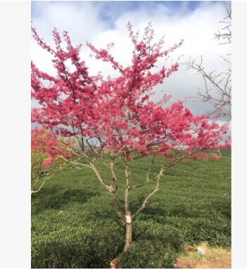 中国红樱花 绯寒樱 寒绯樱 福建山樱花