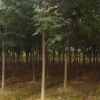 基地直销栾树小苗黄山栾树批发苗圃装车品种齐全成活率高价格优惠