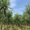 苗圃批发金丝垂柳苗黄金柳树小苗园林绿化植物成活率高量大优惠