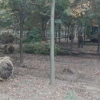 红榉树苗批发耐寒耐红榉小苗苗圃直销工程绿化苗木行道树量大价优