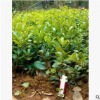 无刺构骨 萧山 基地 直销 绿化工程 各种规格 大量批发