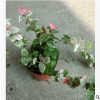 批发供应 花叶络石 萧山 圃基地 各种规格 工程绿化 大量批发
