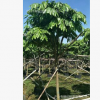无忧树　火焰花　四季常绿　多花　庭园风景树　楼盘苗木　报价
