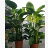 鹤望兰盆栽高150-160cm大型绿植天堂鸟中山基地批发